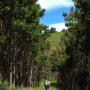 Through the swath of young Bishop pines. While interesting, such close growth chokes off other vegetation.